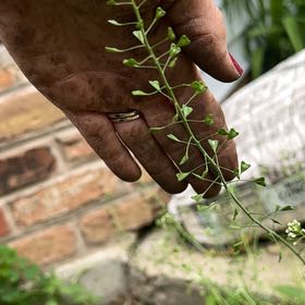 Photo of the plant species Shepherd's Purse by @RadRoseheath50 named Emerson on Greg, the plant care app