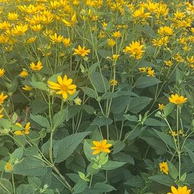 Photo of the plant species Smooth Oxeye by @RadRoseheath50 named Orwell on Greg, the plant care app