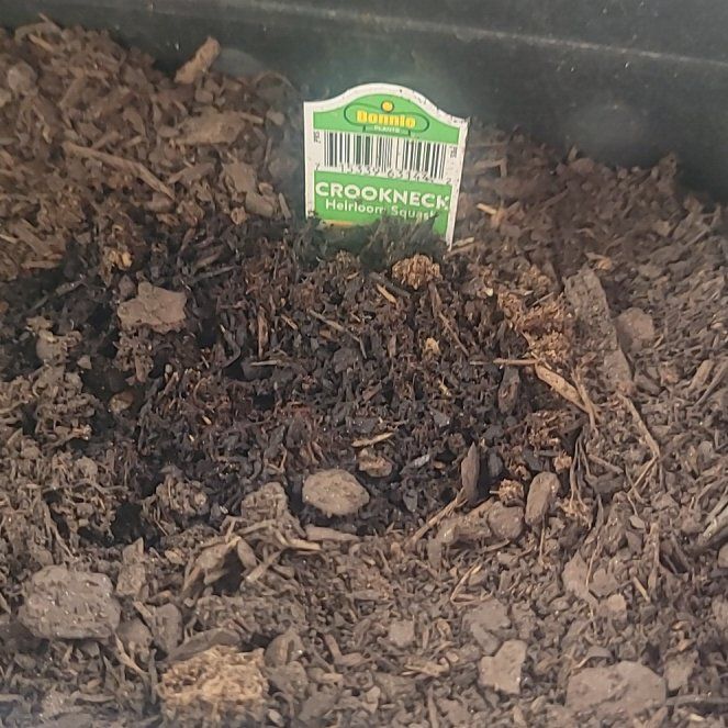 Photo of the plant species Heirloom Squash 'Straightneck' by @AstuteFallugia0 named Creek on Greg, the plant care app