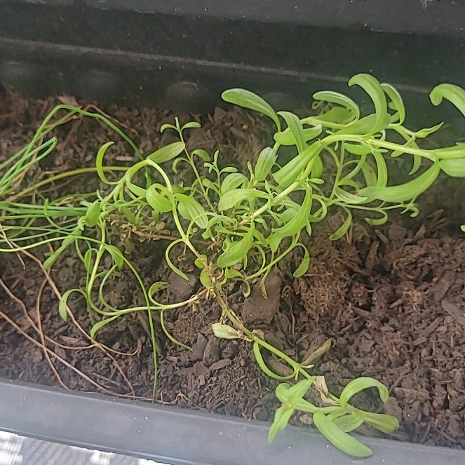 Photo of the plant species Lavendar by @AstuteFallugia0 named Sappho on Greg, the plant care app