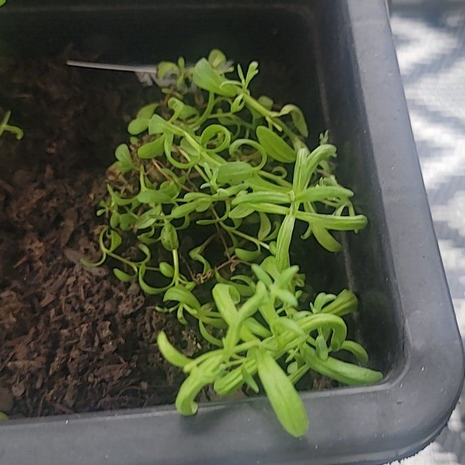 Photo of the plant species Lavendar by @AstuteFallugia0 named Achilles on Greg, the plant care app