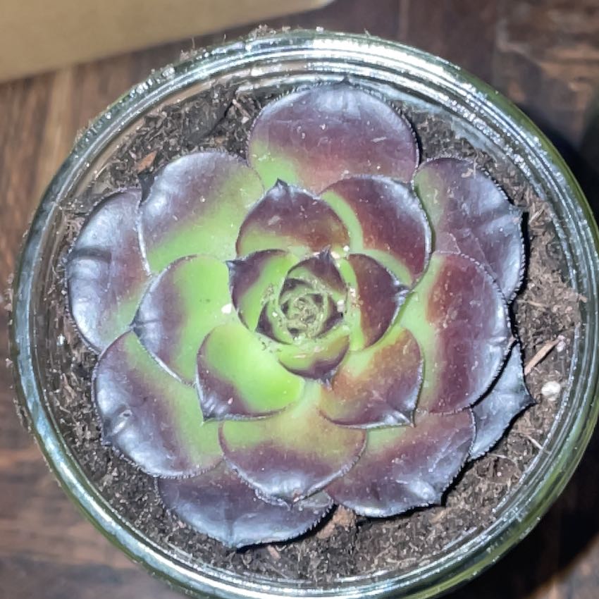 Photo of the plant species Aeonium arboreum 'Zwartkop' by @VipGreen65 named Rihanna on Greg, the plant care app