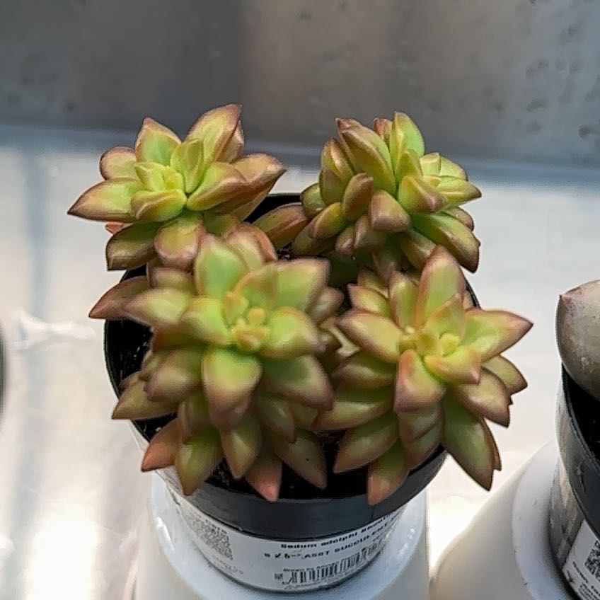 Photo of the plant species Shooting Star by @UpliftedKoa21 named No 2 on Greg, the plant care app
