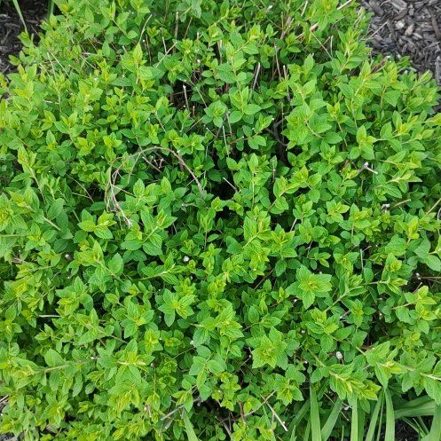 Photo of the plant species Vaccinium Myrtillus by @LoyallyAposeris named Sir Plancelot on Greg, the plant care app