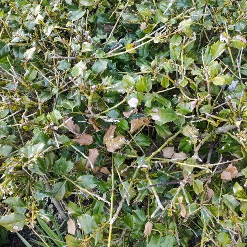 Photo of the plant species Common Holly by @LoyallyAposeris named Lavender on Greg, the plant care app