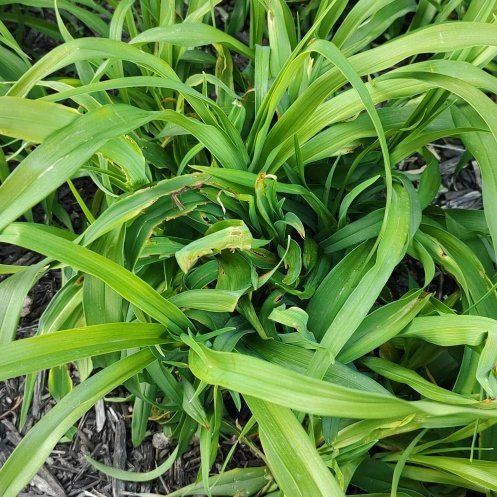 Photo of the plant species New Zealand Rock Lily by @LoyallyAposeris named Wall-E on Greg, the plant care app