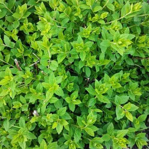 Photo of the plant species Japanese Meadowsweet by @LoyallyAposeris named Gomez on Greg, the plant care app