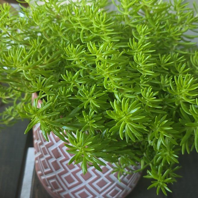 Photo of the plant species Lemon Coral Sedum by @UpholderAtom16 named Hamilton on Greg, the plant care app