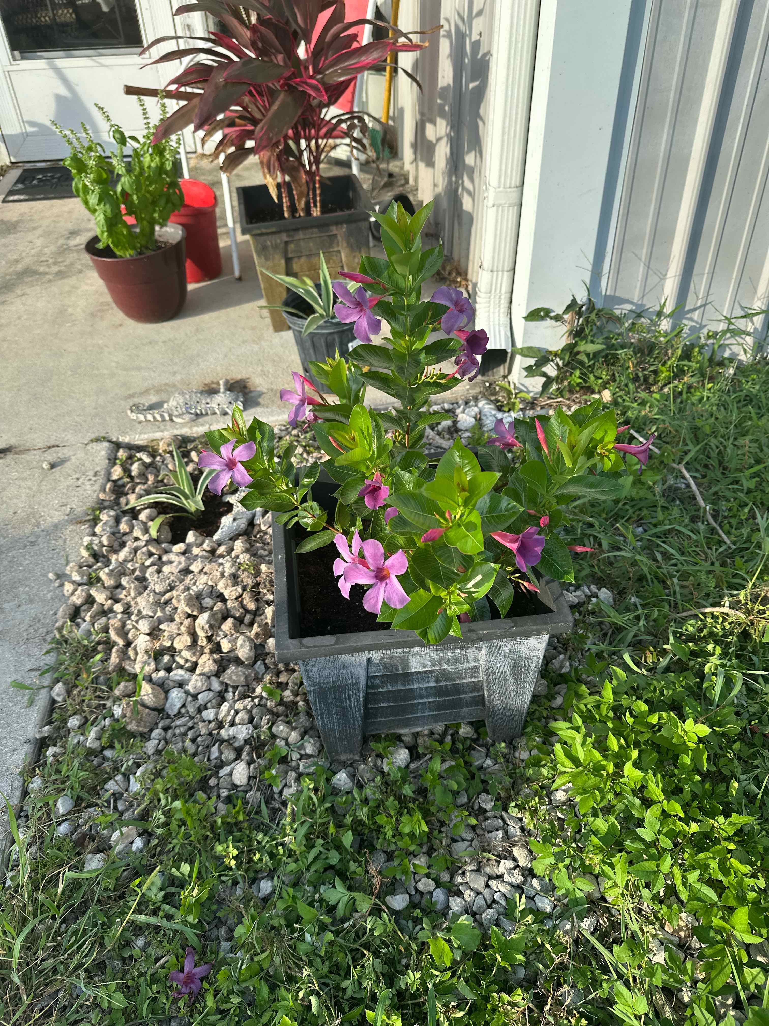Photo of the plant species Rocktrumpet by @EthanMoonwalker named Peter Parker on Greg, the plant care app