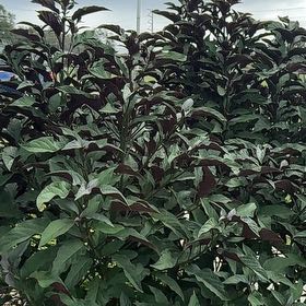 Photo of the plant species Philippine Glorybower by @EthanMoonwalker named George W. on Greg, the plant care app