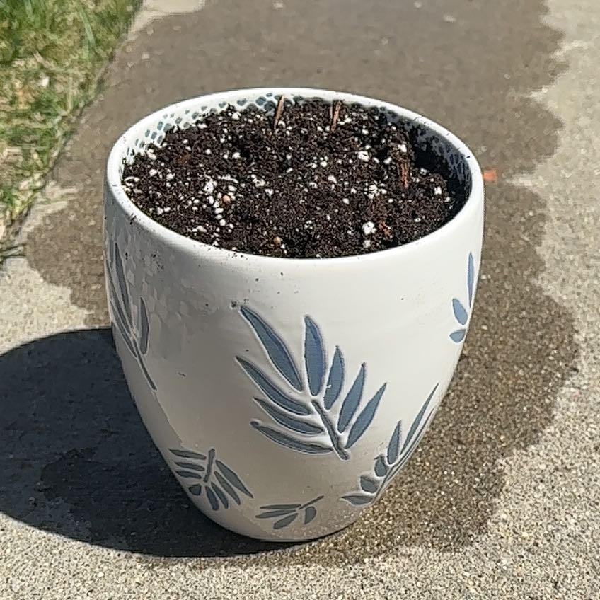 Photo of the plant species Asiatic Lily by @SugarLilac48 named Talynn’s Lily on Greg, the plant care app