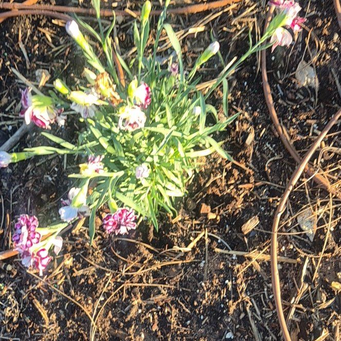 Photo of the plant species Dianthus 'Pink Kisses' by @AVplantLady named Stella on Greg, the plant care app
