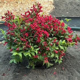Photo of the plant species Sonic Bloom Weigela by @CourtlyMelon40 named Sherlock on Greg, the plant care app