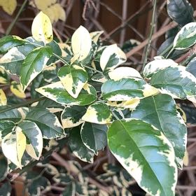 Photo of the plant species Wonga Wonga Vine by @AlertNapaea41 named Aria on Greg, the plant care app