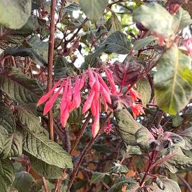 Photo of the plant species Bolivian Fuchsia by @AlertNapaea41 named Keanu Leaves on Greg, the plant care app