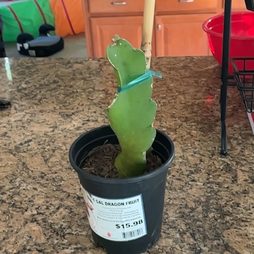 Photo of the plant species Dragon Fruit (Red Flesh) by @PetHornwort69 named hoops on Greg, the plant care app