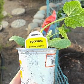 Photo of the plant species Burpee's Golden Zucchini by @PetHornwort69 named Harper on Greg, the plant care app