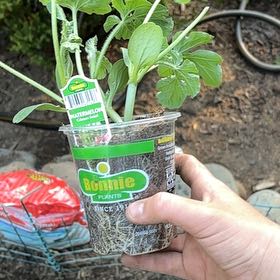 Photo of the plant species Crimson Sweet Watermelon by @PetHornwort69 named Drake on Greg, the plant care app