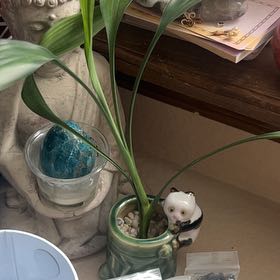 Photo of the plant species bamboo by @SoigneMaylily56 named Walt on Greg, the plant care app