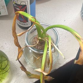Photo of the plant species White Hyacinth by @SoigneMaylily56 named Delilah on Greg, the plant care app