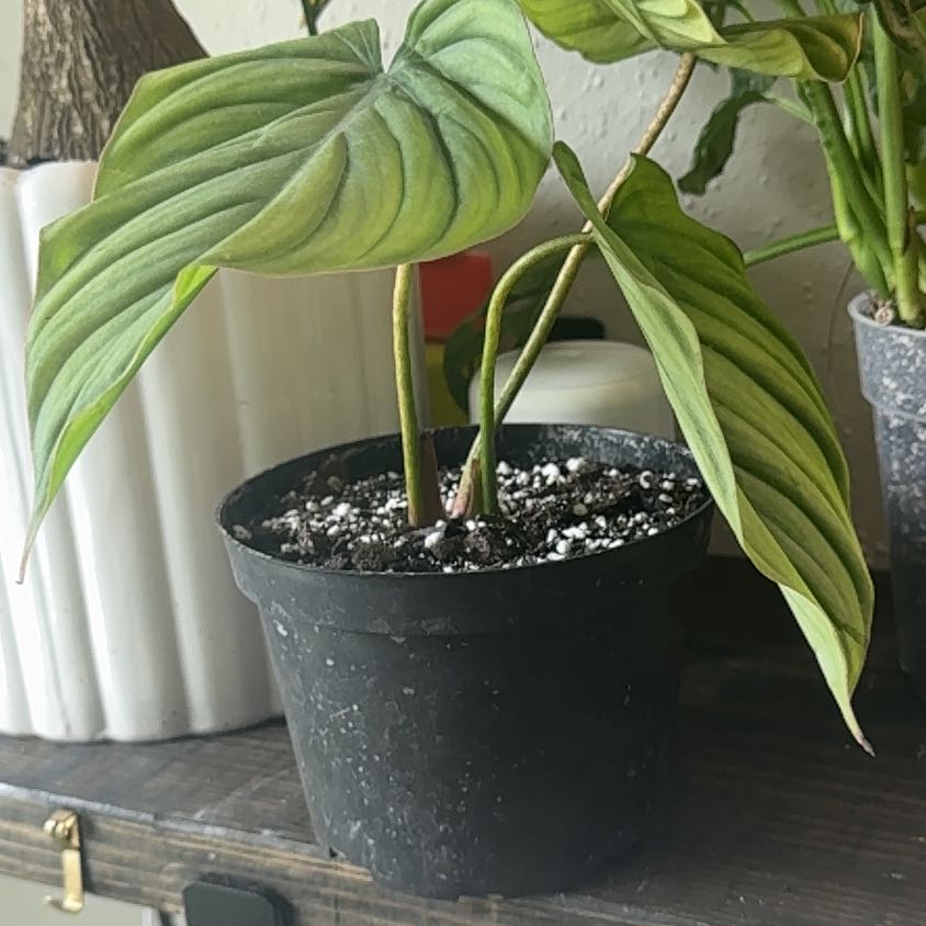 Photo of the plant species Philodendron sp Colombia by @fartingroach named Fernie Saunders on Greg, the plant care app