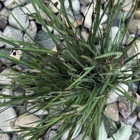 Photo of the plant species Perennial Ryegrass by @DaintyAchiote97 named Bruce Lee on Greg, the plant care app