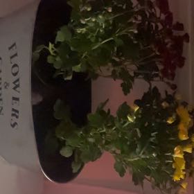 Photo of the plant species Chrysanthemum by @Madkae named Tampon and TP on Greg, the plant care app