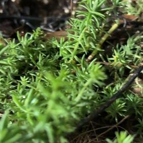 Photo of the plant species Swamp Stonecrop by @FancyFord4 named Gomez on Greg, the plant care app