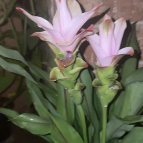 Photo of the plant species Flowering Ginger by @FancyFord4 named Nithin on Greg, the plant care app
