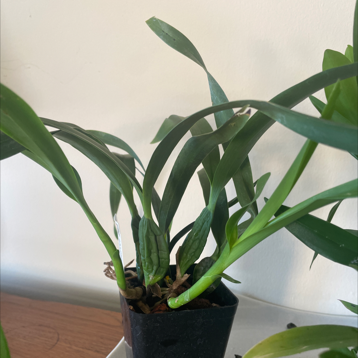 Photo of the plant species Encyclia Radiata by Sophia named LiloStitch on Greg, the plant care app