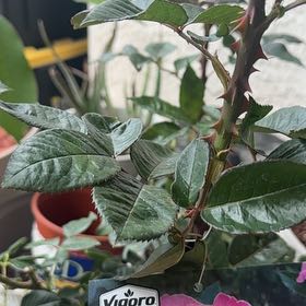 Photo of the plant species Julie Andrews Tea Rose by @FacileMango92 named Taylor Swift on Greg, the plant care app