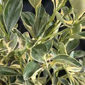 Photo of the plant species Variegated Calamondin Tree by @FacileMango92 named Orwell on Greg, the plant care app