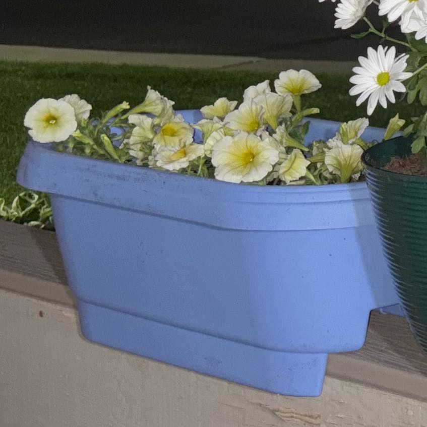 Photo of the plant species Trailing Petunia by @WinMizuna48 named Dolores on Greg, the plant care app