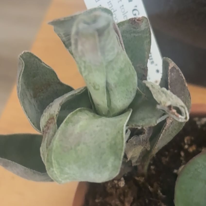 Photo of the plant species Crassula 'Garnet Lotus' by @MeekDogrose47 named Baesil on Greg, the plant care app