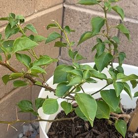 Photo of the plant species Lesser Bougainvillea by @MeekDogrose47 named Morgan Treeman on Greg, the plant care app