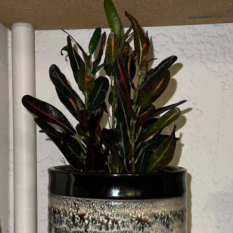 Photo of the plant species Codiaeum by @FlowerChild22 named Forrest on Greg, the plant care app