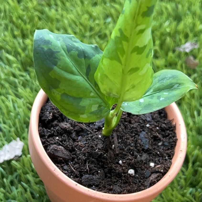 Photo of the plant species Anglaonema Tricolor by @FlowerChild22 named Steve on Greg, the plant care app