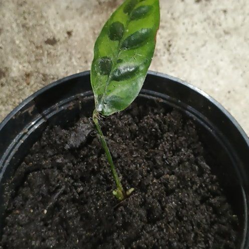 Photo of the plant species Rattlesnake Plant by @WhizKamahi90 named Elina on Greg, the plant care app