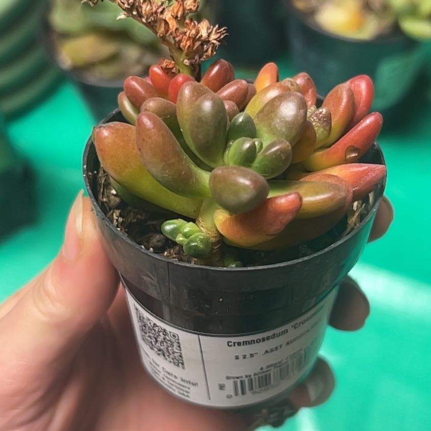 Photo of the plant species Cremnosedum 'Little Gem' by @TryPhalsa40 named Nithin on Greg, the plant care app