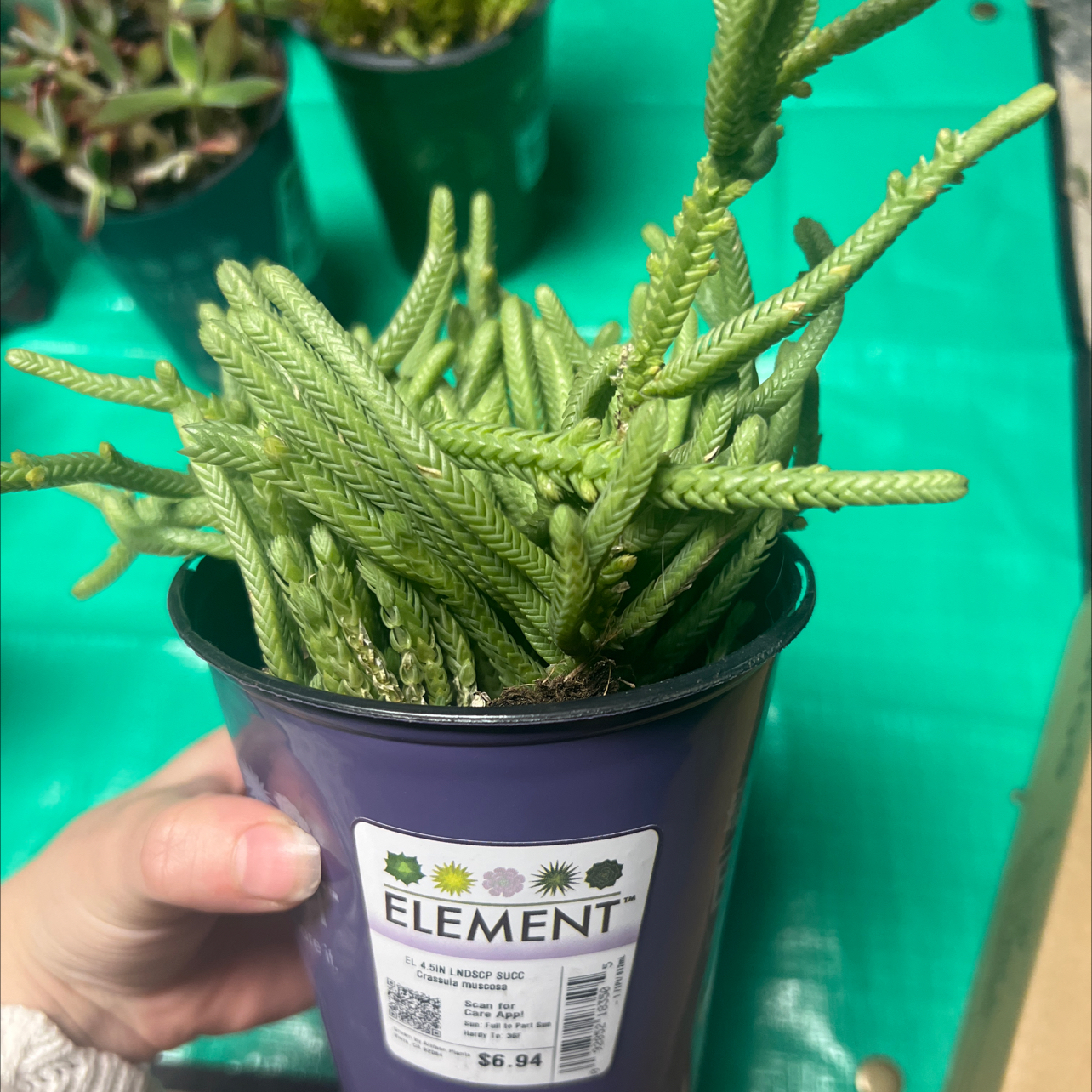 Photo of the plant species Watch Chain by @TryPhalsa40 named Beckham on Greg, the plant care app