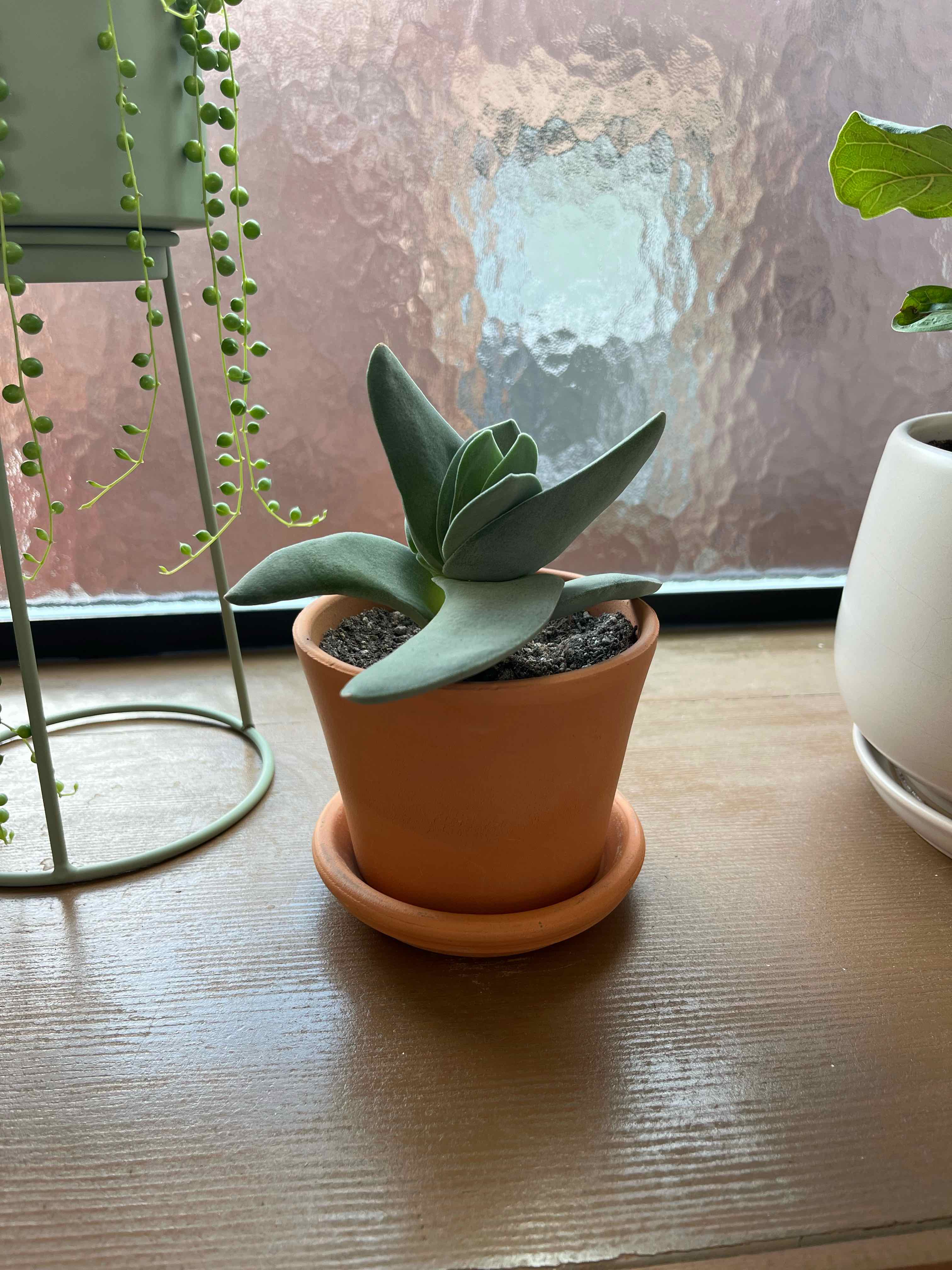 Photo of the plant species Propeller Plant by @PragmaticWasabi named Mario on Greg, the plant care app