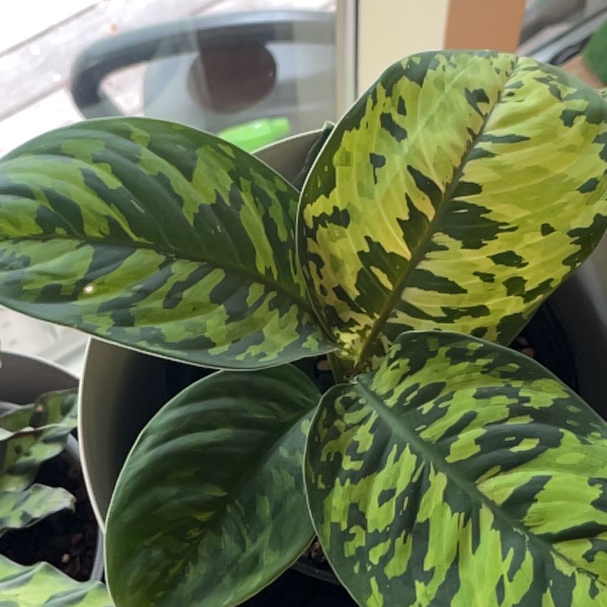 Photo of the plant species Camoflage by @PragmaticWasabi named Mabel on Greg, the plant care app