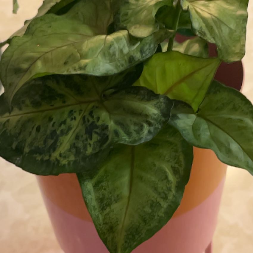 Photo of the plant species Arrowhead Plant by @PragmaticWasabi named Spike Leaves on Greg, the plant care app