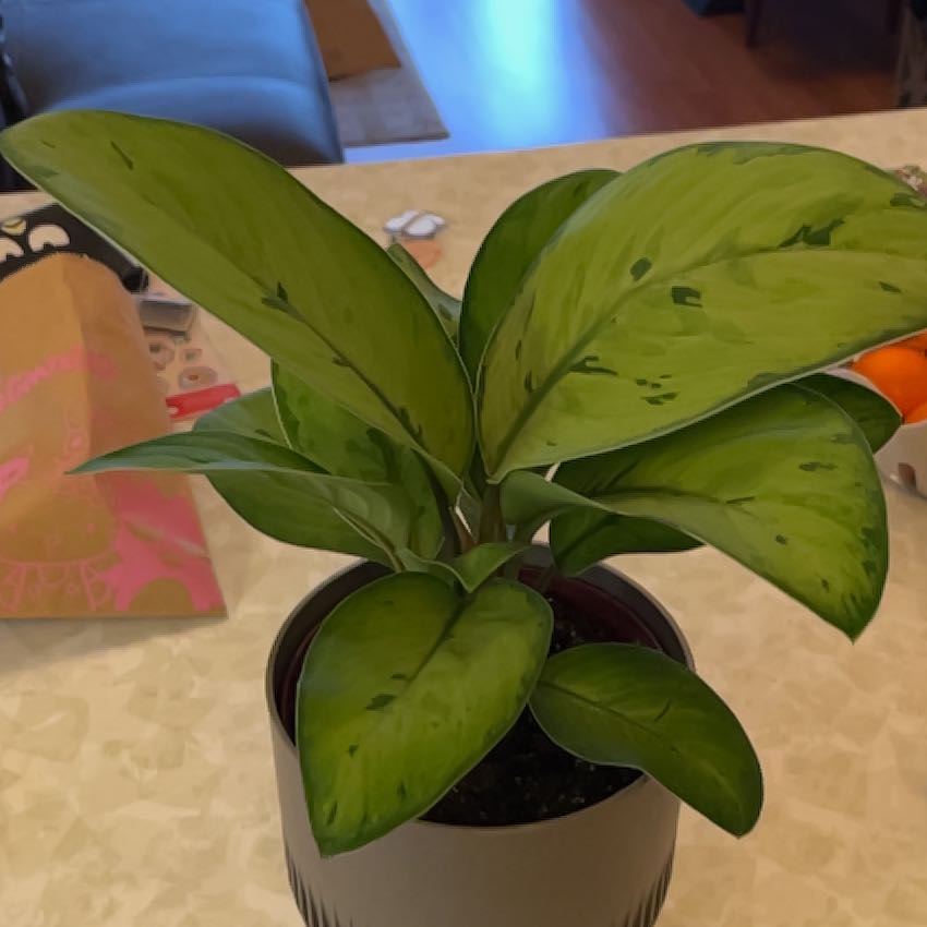 Photo of the plant species Homalomena 'Selby' by @PragmaticWasabi named Pom Pom on Greg, the plant care app