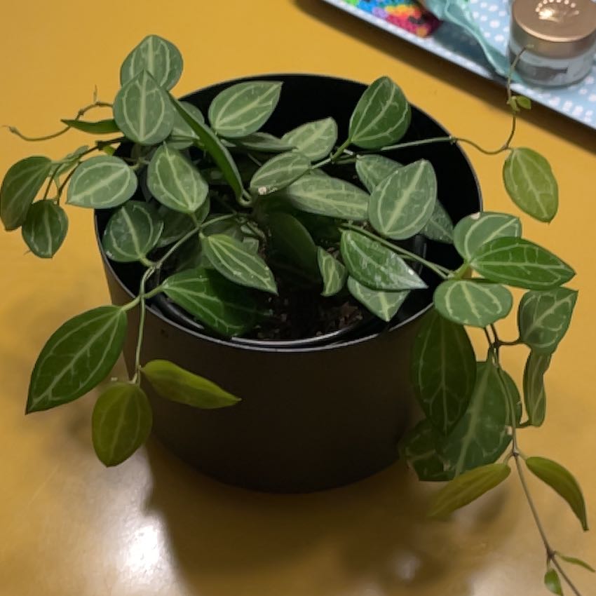 Photo of the plant species Watermelon Dischidia by @PragmaticWasabi named Sandia on Greg, the plant care app