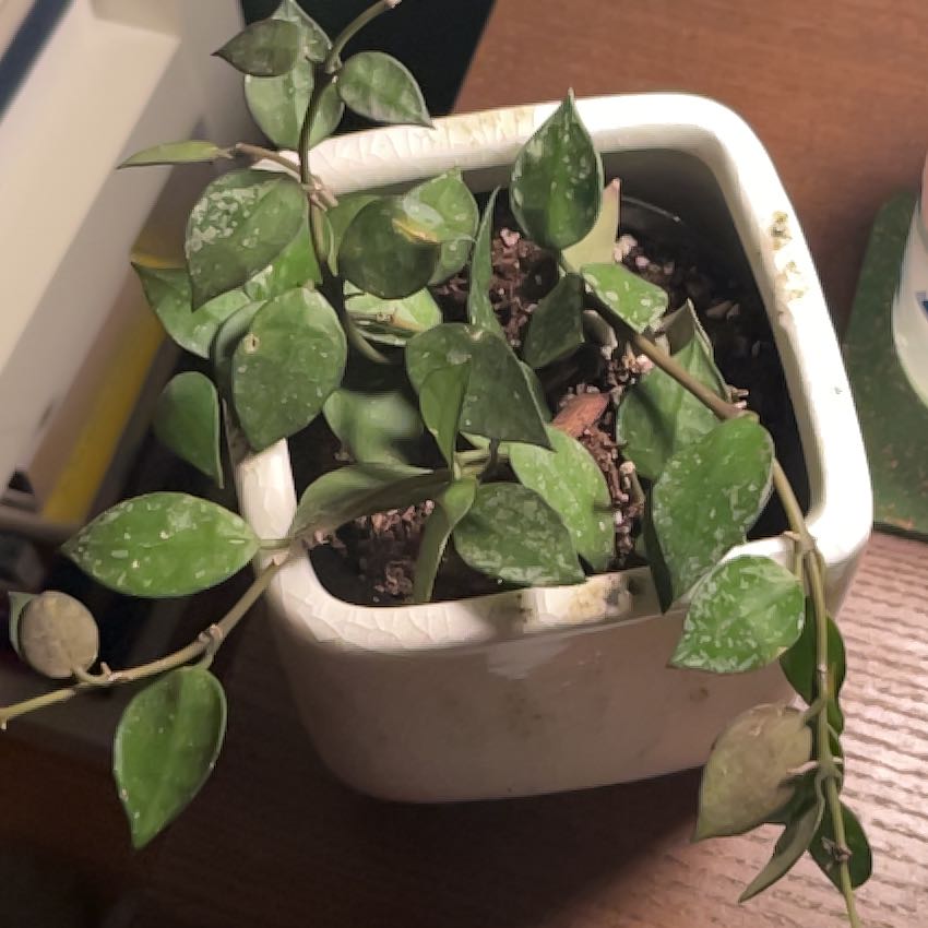 Photo of the plant species Hoya krohniana black by @PragmaticWasabi named Foxxy on Greg, the plant care app