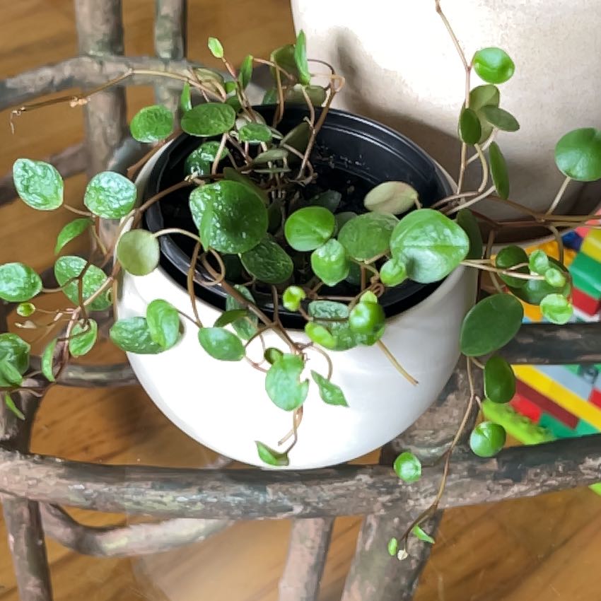 Photo of the plant species Peperomia 'Pepperspot' by @PragmaticWasabi named Pepper on Greg, the plant care app