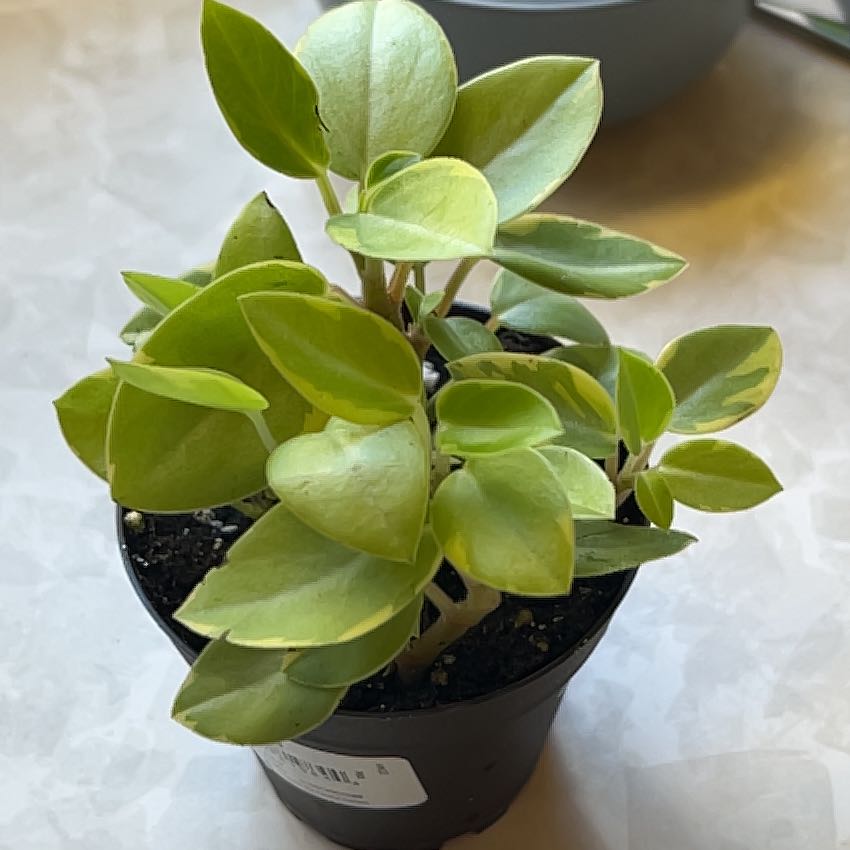Photo of the plant species Variegated Teardrop Peperomia by @PragmaticWasabi named Lime Pixie on Greg, the plant care app