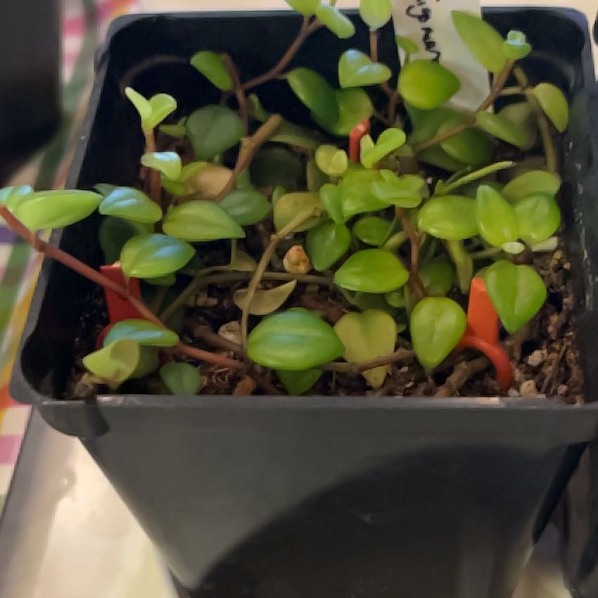 Photo of the plant species Amigo Marcello by @PragmaticWasabi named Amigo on Greg, the plant care app
