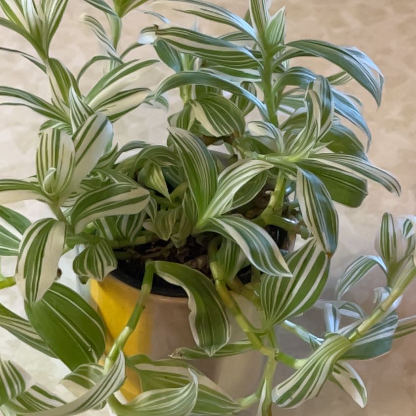 Photo of the plant species Pistachio White by @PragmaticWasabi named Homer on Greg, the plant care app